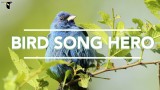 The Cornell Lab of Ornithology’s Bird Song Hero